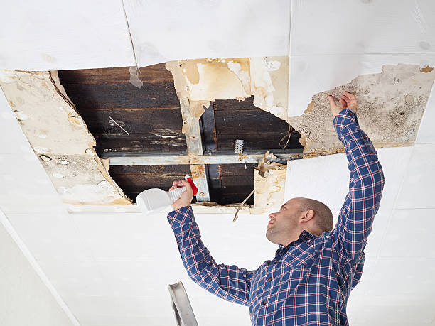 Why You Should Choose Our Mold Remediation Services in Leon, IA